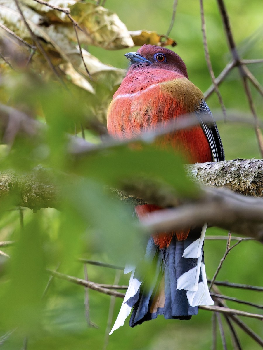 ズアカキヌバネドリ - ML647277304