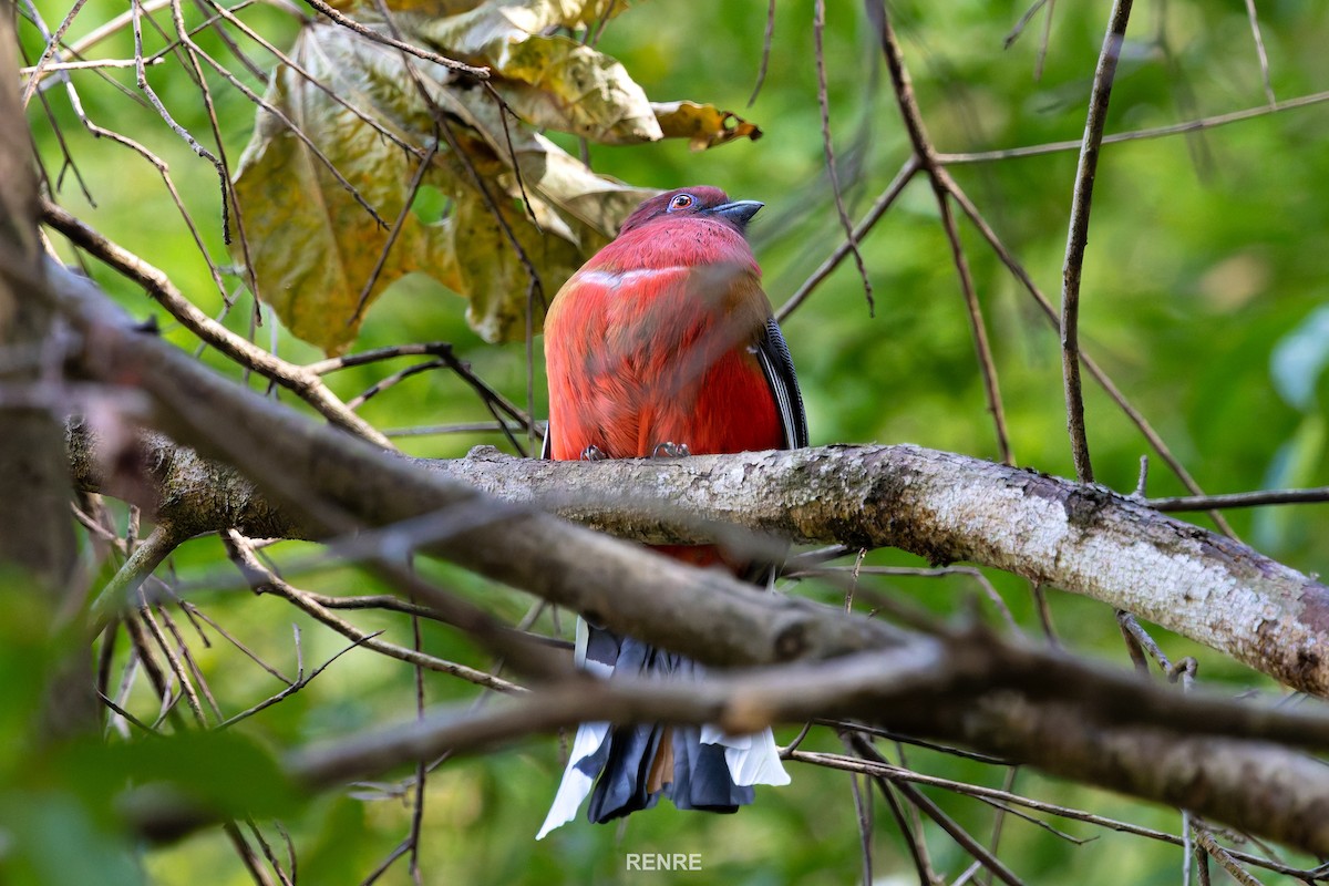 ズアカキヌバネドリ - ML647277305