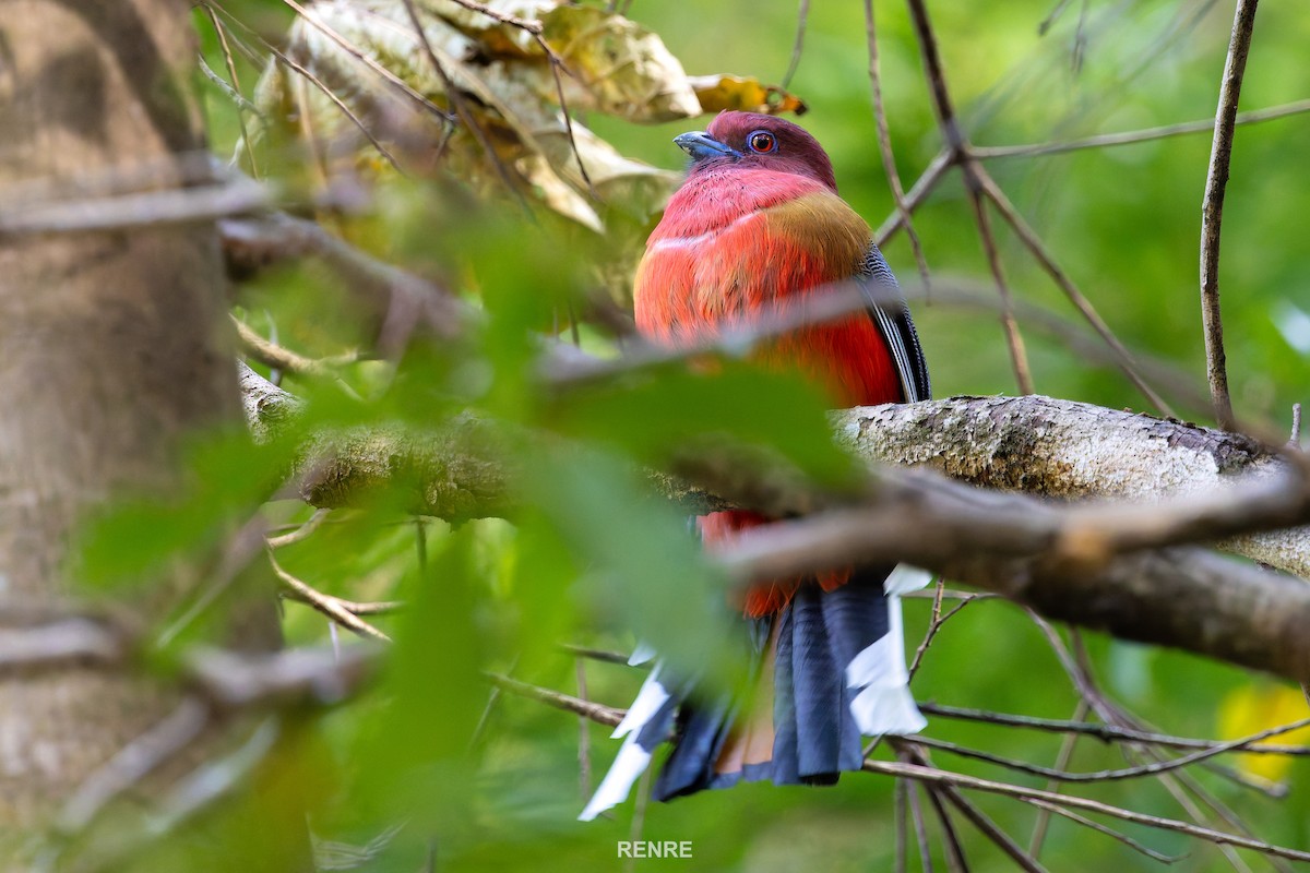 ズアカキヌバネドリ - ML647277306