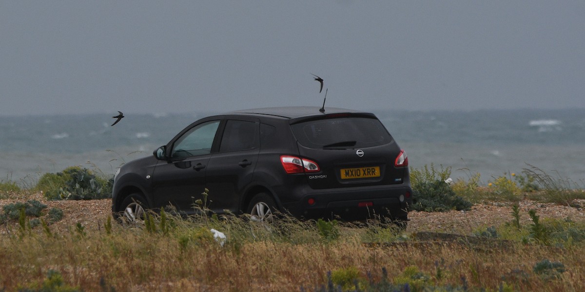 Mauersegler - ML647277307