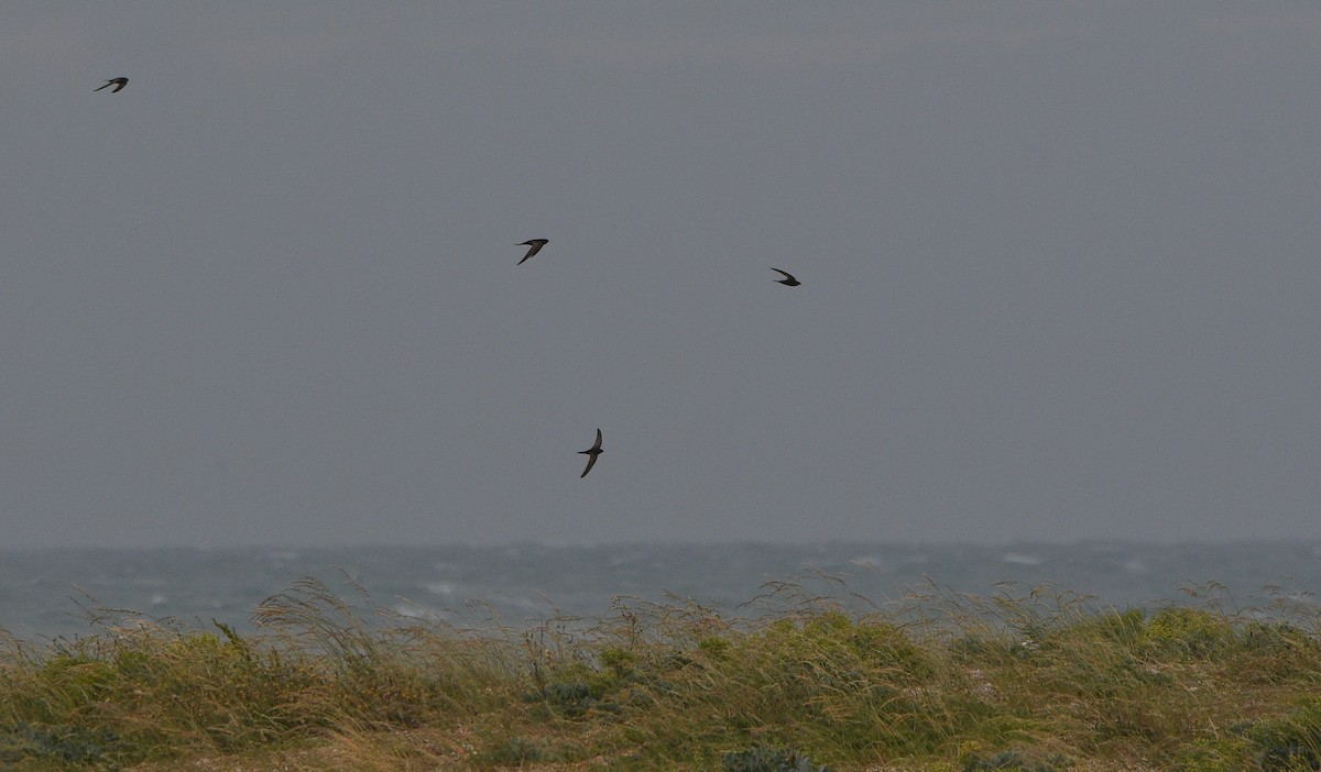 Mauersegler - ML647277308