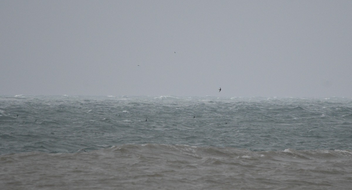 Mauersegler - ML647277309