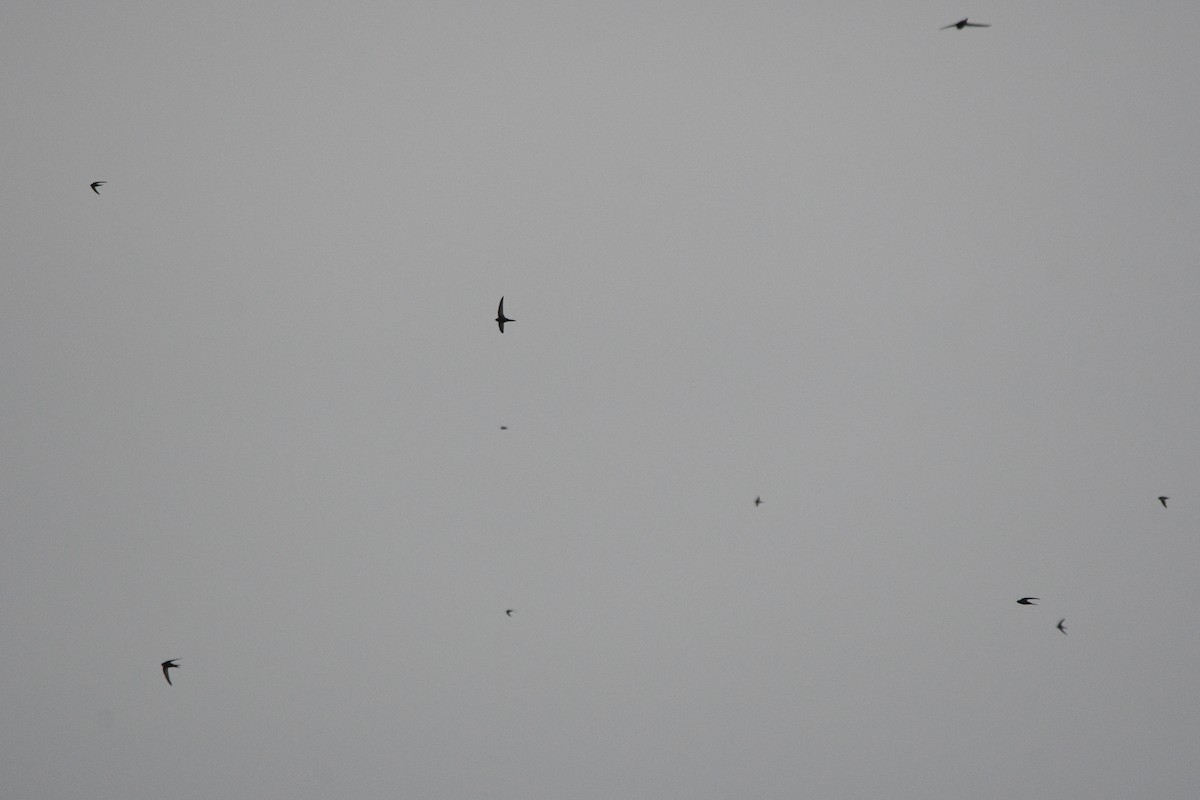 Mauersegler - ML647277310