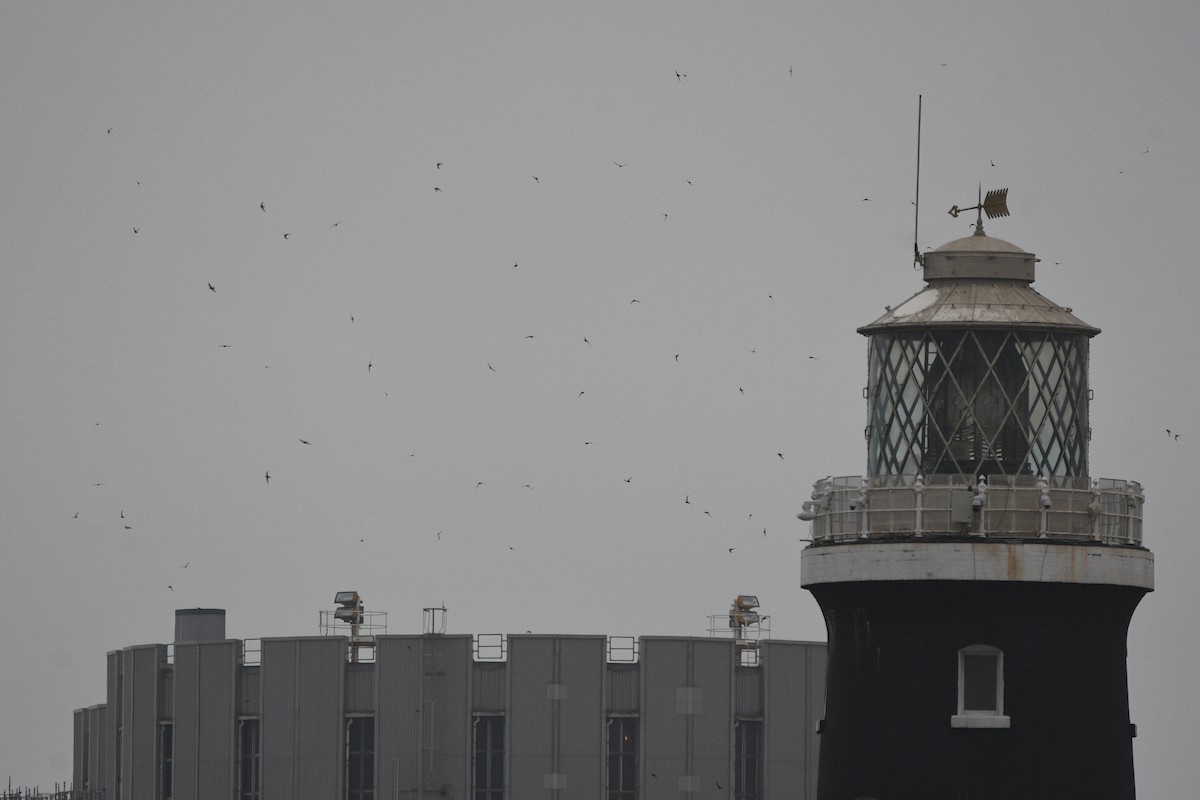 Mauersegler - ML647277311