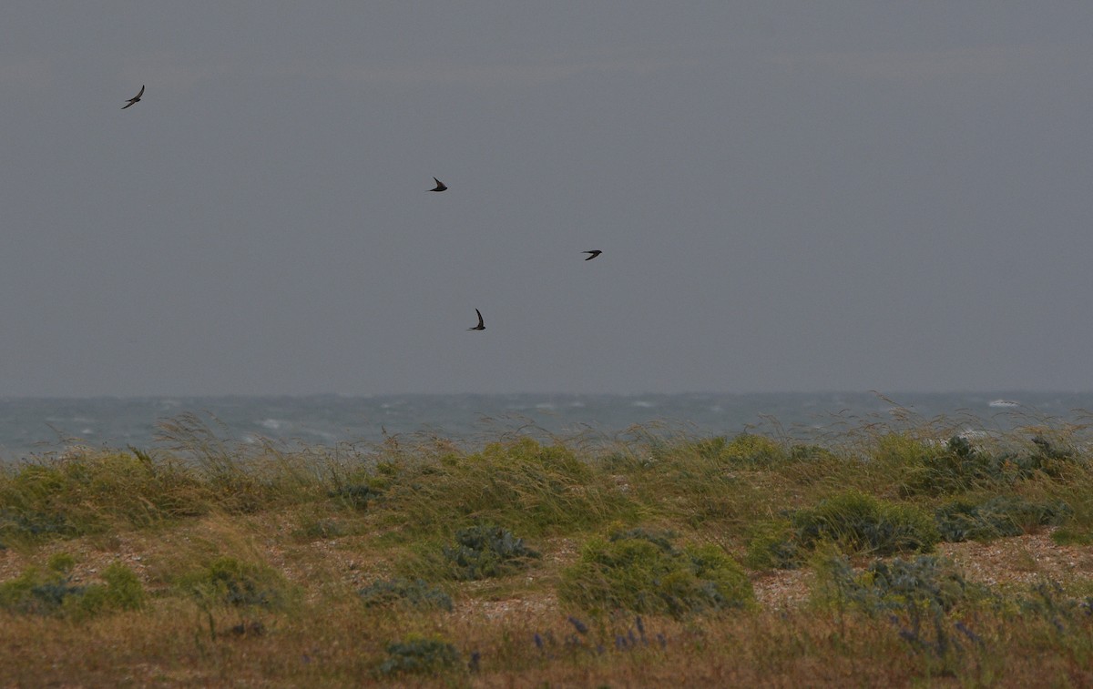 Mauersegler - ML647277316