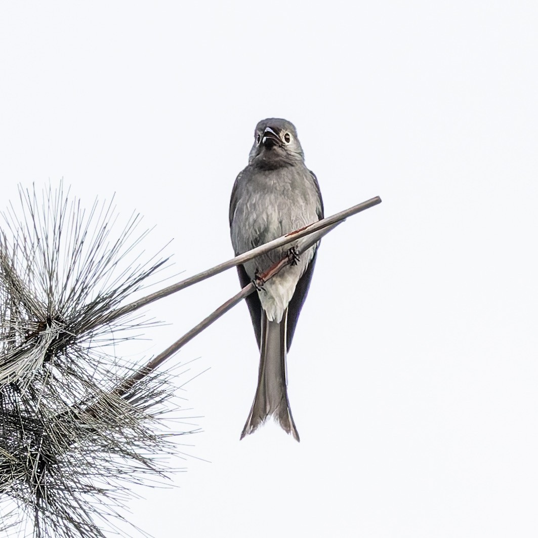Ashy Drongo - ML647277317