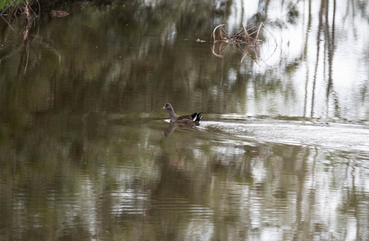 Dusky Moorhen - ML647277322