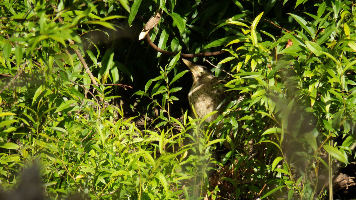 オーストラリアサンカノゴイ - ML647277323