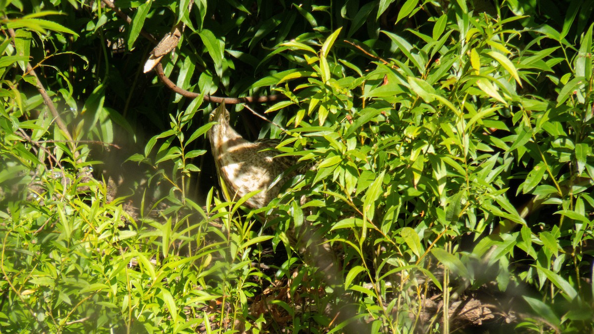 オーストラリアサンカノゴイ - ML647277324