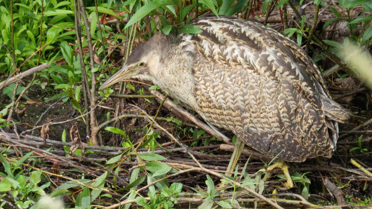 オーストラリアサンカノゴイ - ML647277325