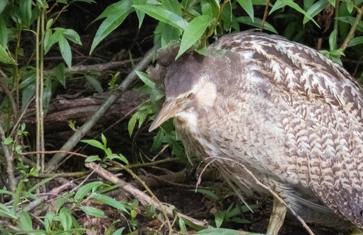 オーストラリアサンカノゴイ - ML647277326