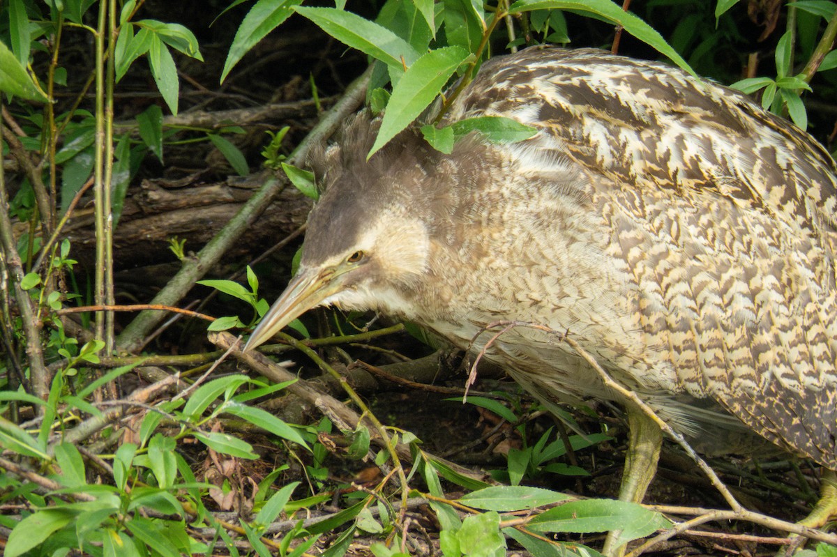 オーストラリアサンカノゴイ - ML647277327