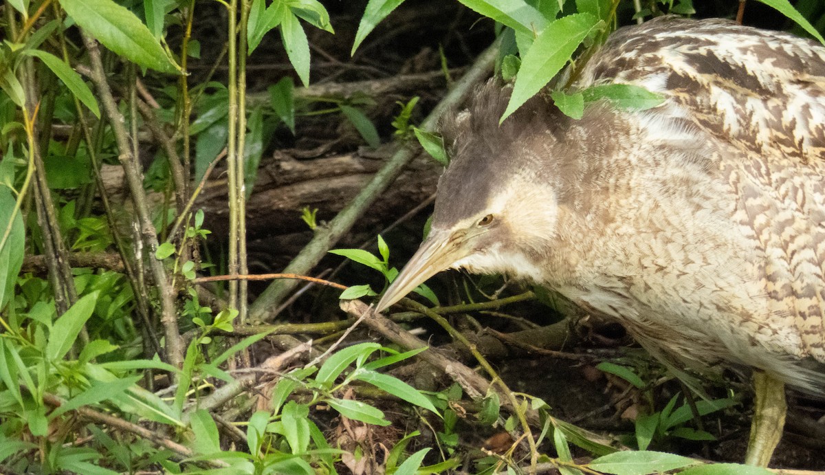 オーストラリアサンカノゴイ - ML647277329