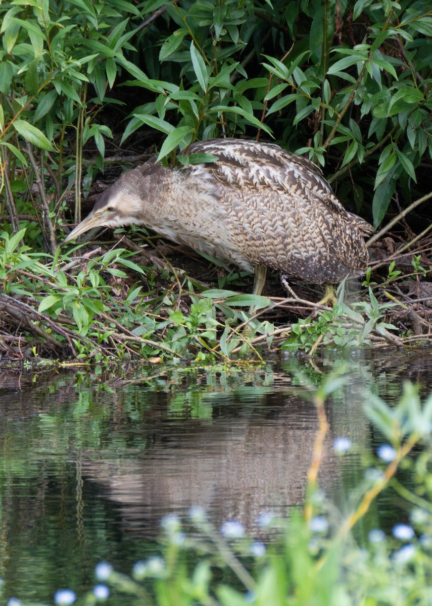 オーストラリアサンカノゴイ - ML647277330