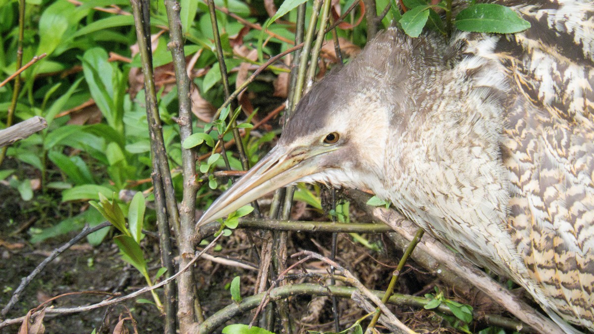 オーストラリアサンカノゴイ - ML647277332