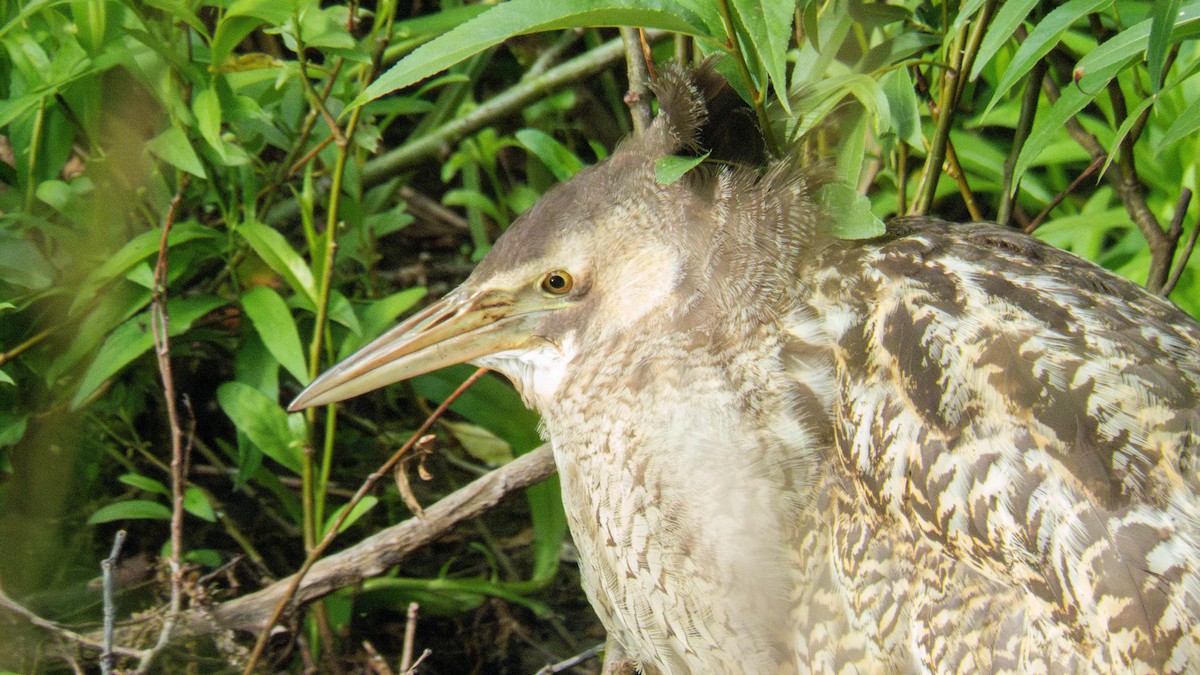 オーストラリアサンカノゴイ - ML647277333