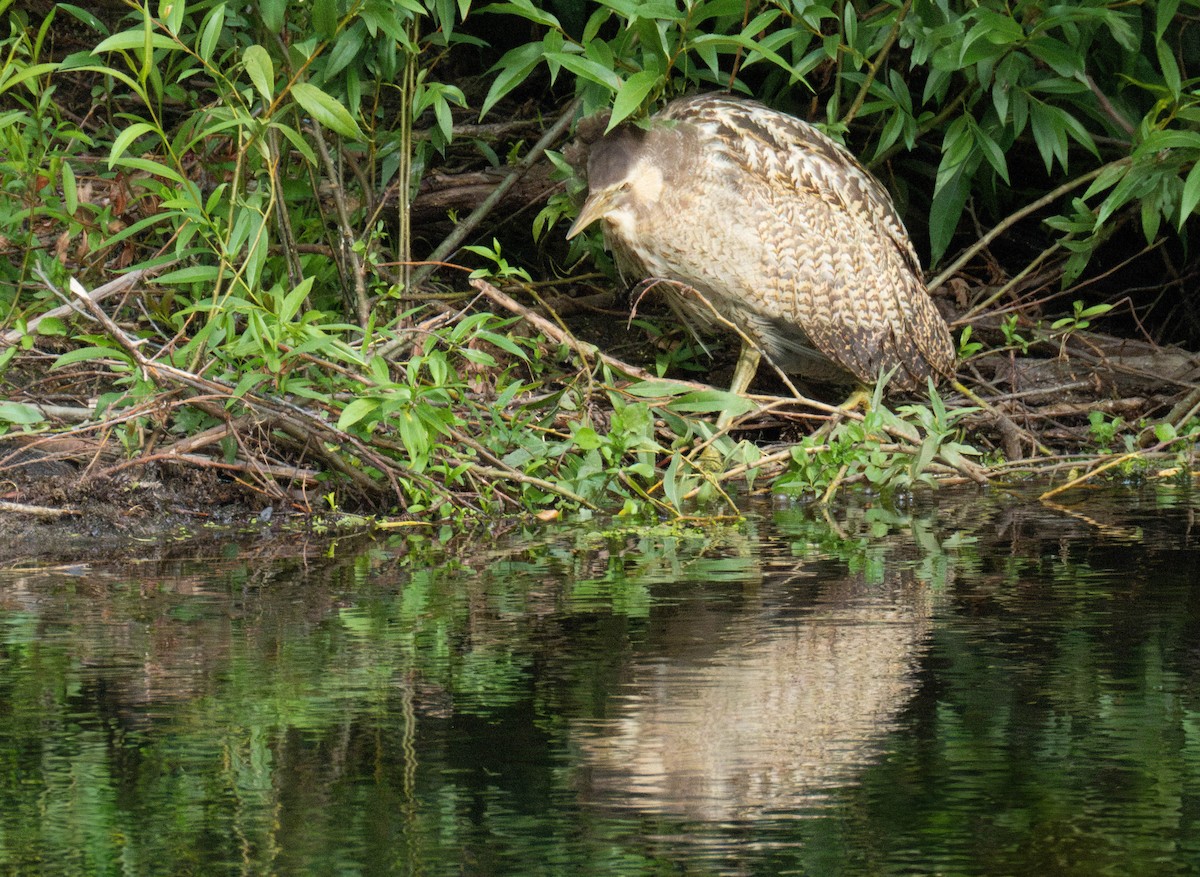 オーストラリアサンカノゴイ - ML647277334