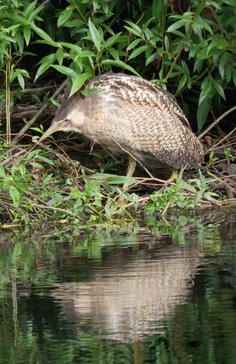 オーストラリアサンカノゴイ - ML647277335