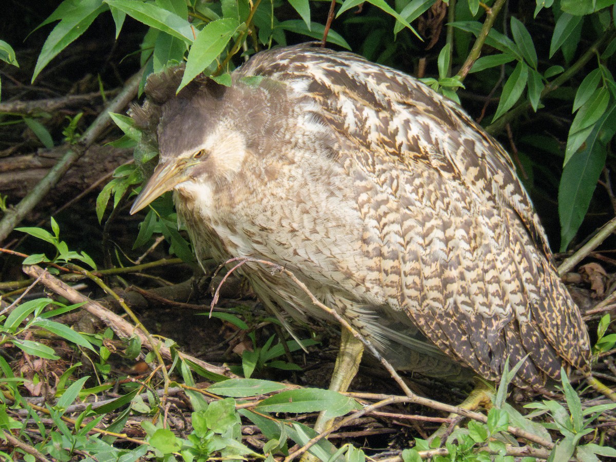 オーストラリアサンカノゴイ - ML647277336