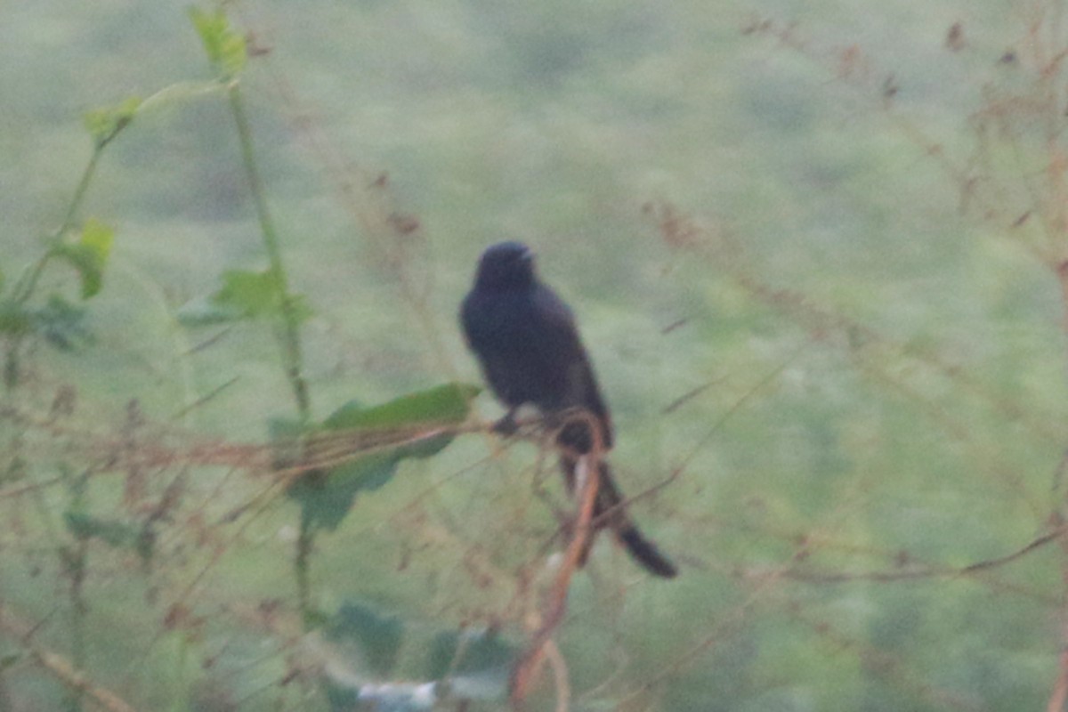 Königsdrongo - ML647277337