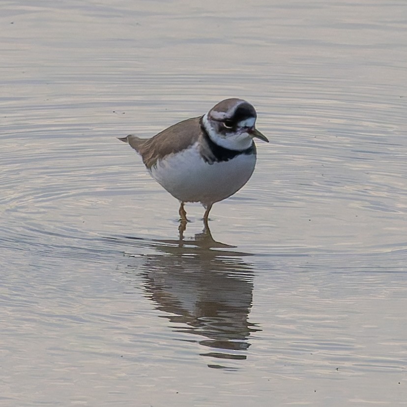 Long-billed Plover - ML647277338