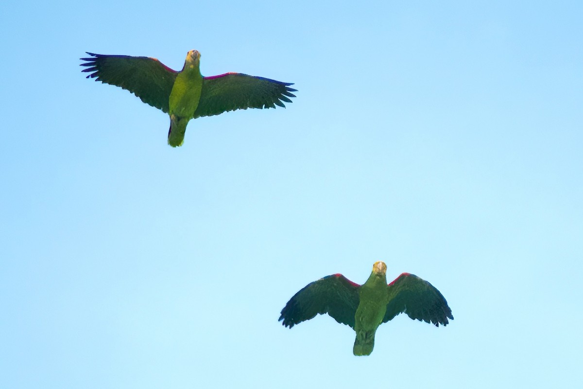 Yellow-headed Amazon - ML647277342