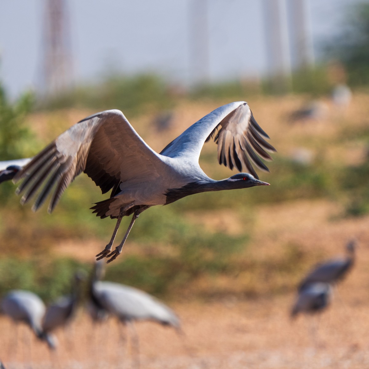 Demoiselle Crane - ML647277344