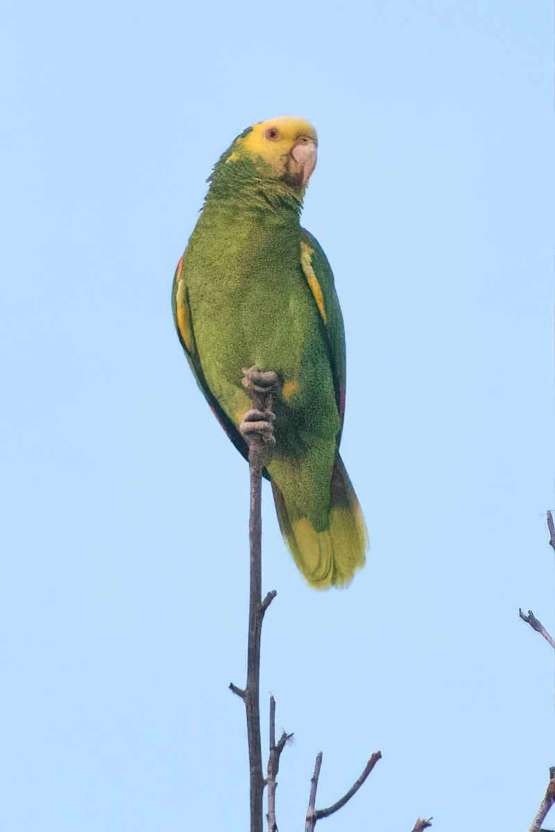 Yellow-headed Amazon - ML647277348