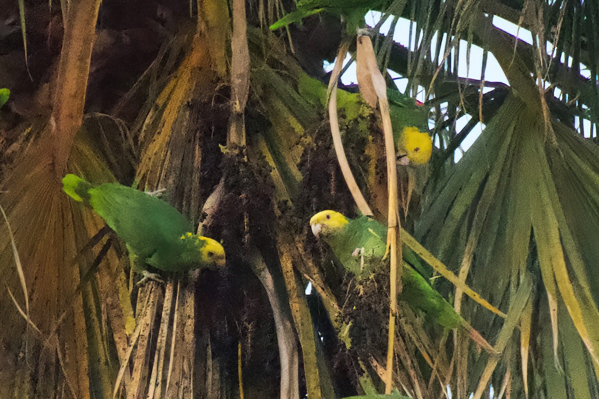Yellow-headed Amazon - ML647277350