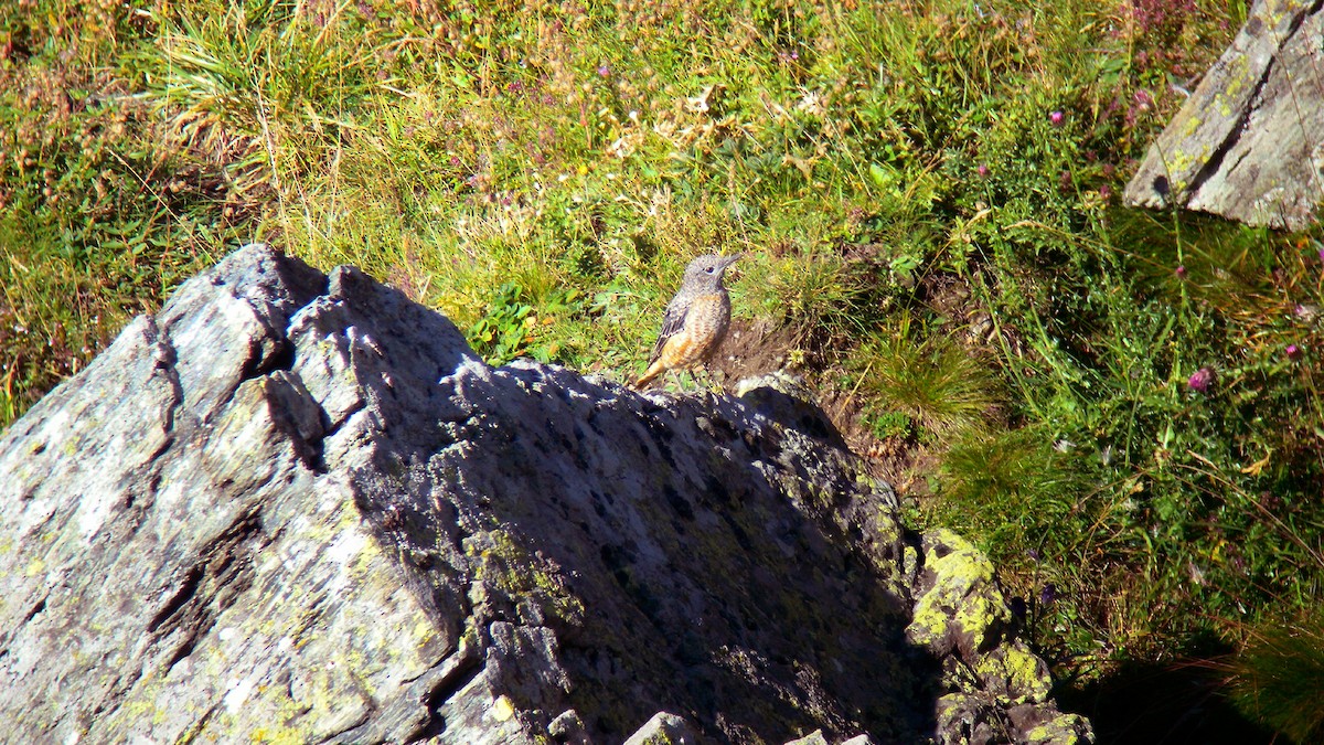 Rufous-tailed Rock-Thrush - ML647277352