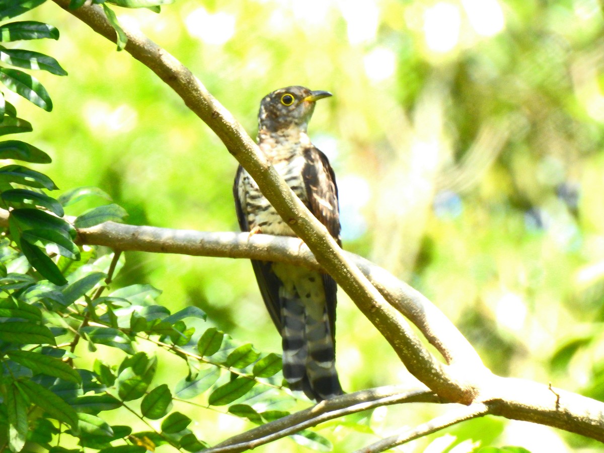 Indian Cuckoo - ML647277353