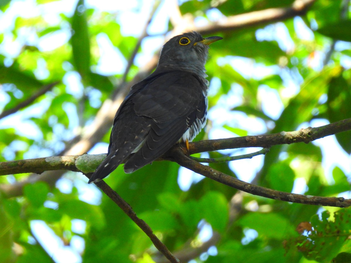 Indian Cuckoo - ML647277354