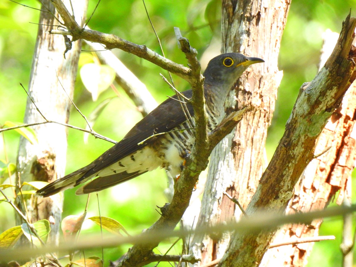 Indian Cuckoo - ML647277355