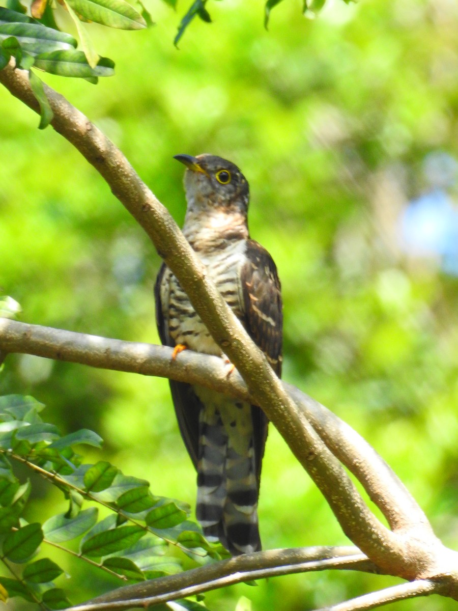 Indian Cuckoo - ML647277356
