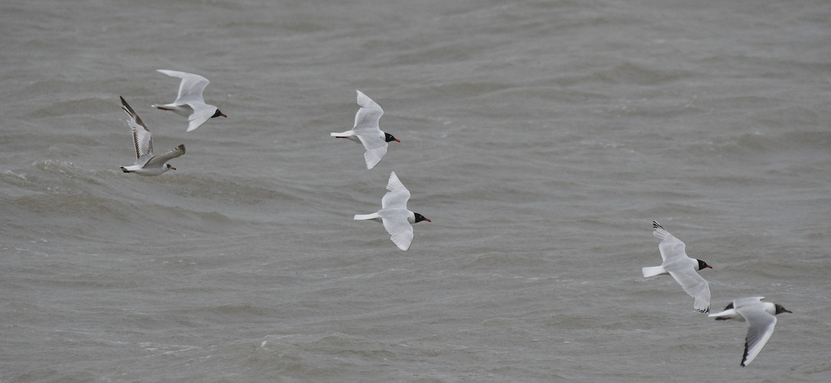 Mediterranean Gull - ML647277357