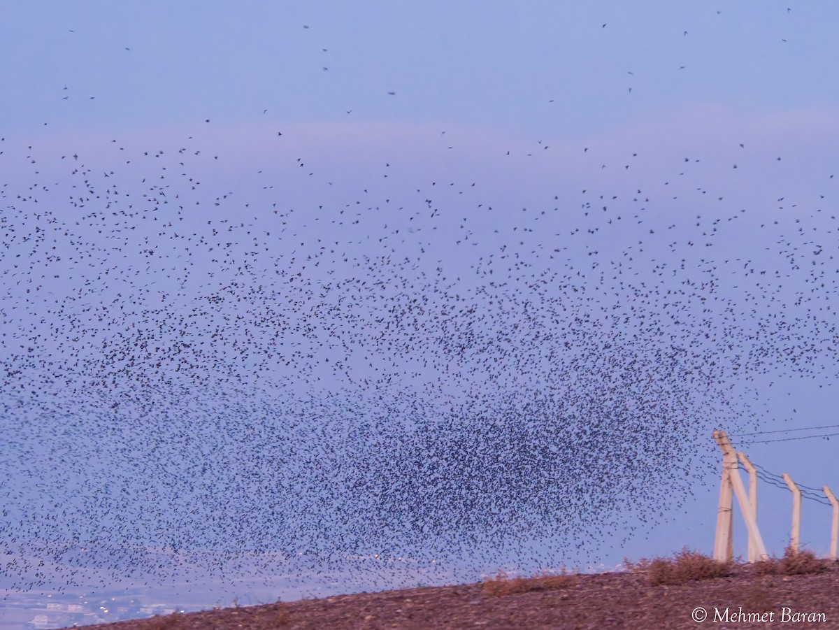European Starling - ML647277362