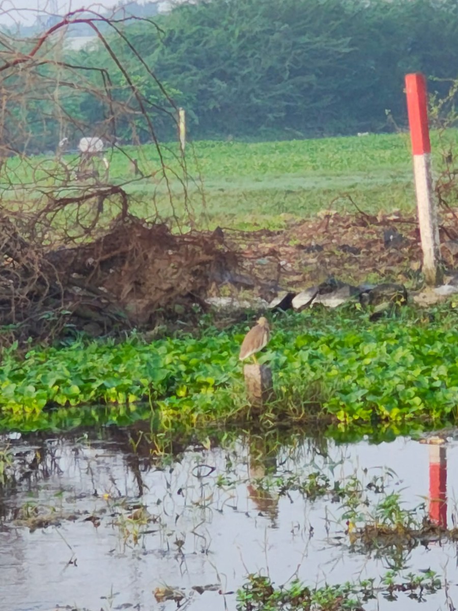 Indian Pond-Heron - ML647277363