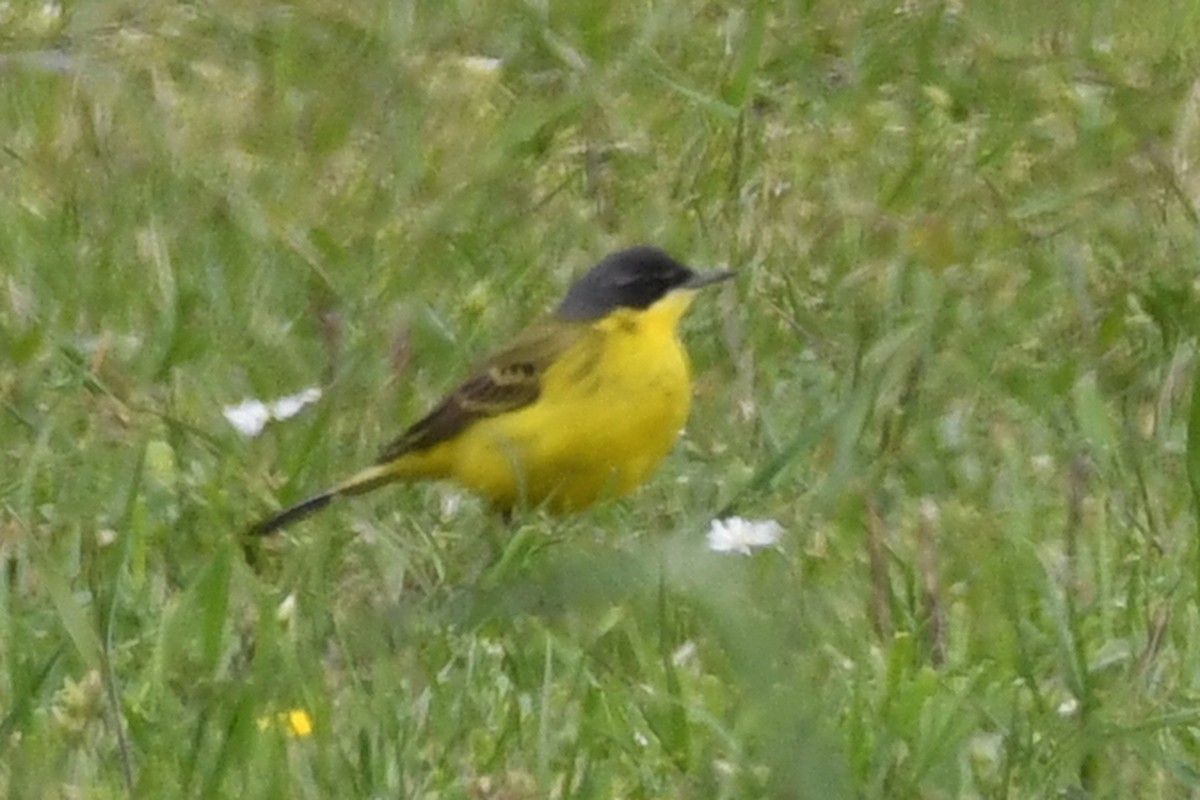 נחליאלי צהוב (thunbergi) - ML647277364