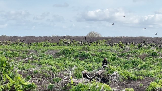 Фрегат-арієль - ML647277365