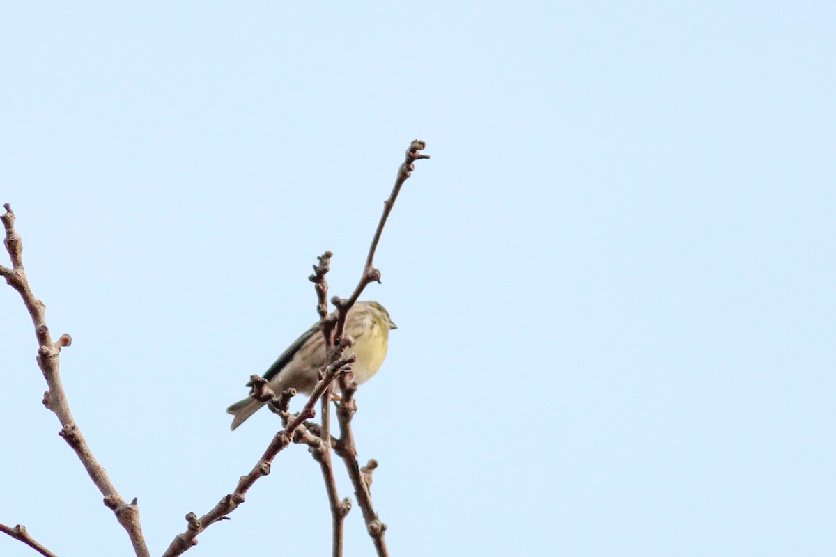 Txirriskila arrunta - ML647277386