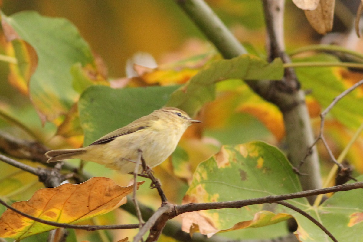 Common Chiffchaff - ML647277390