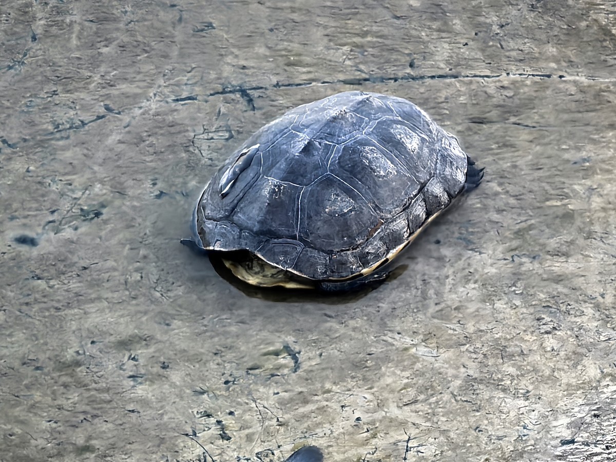 Animals - ML647277391