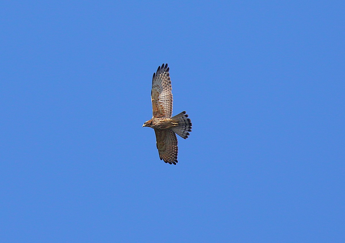 gråkinnvåk - ML647277395