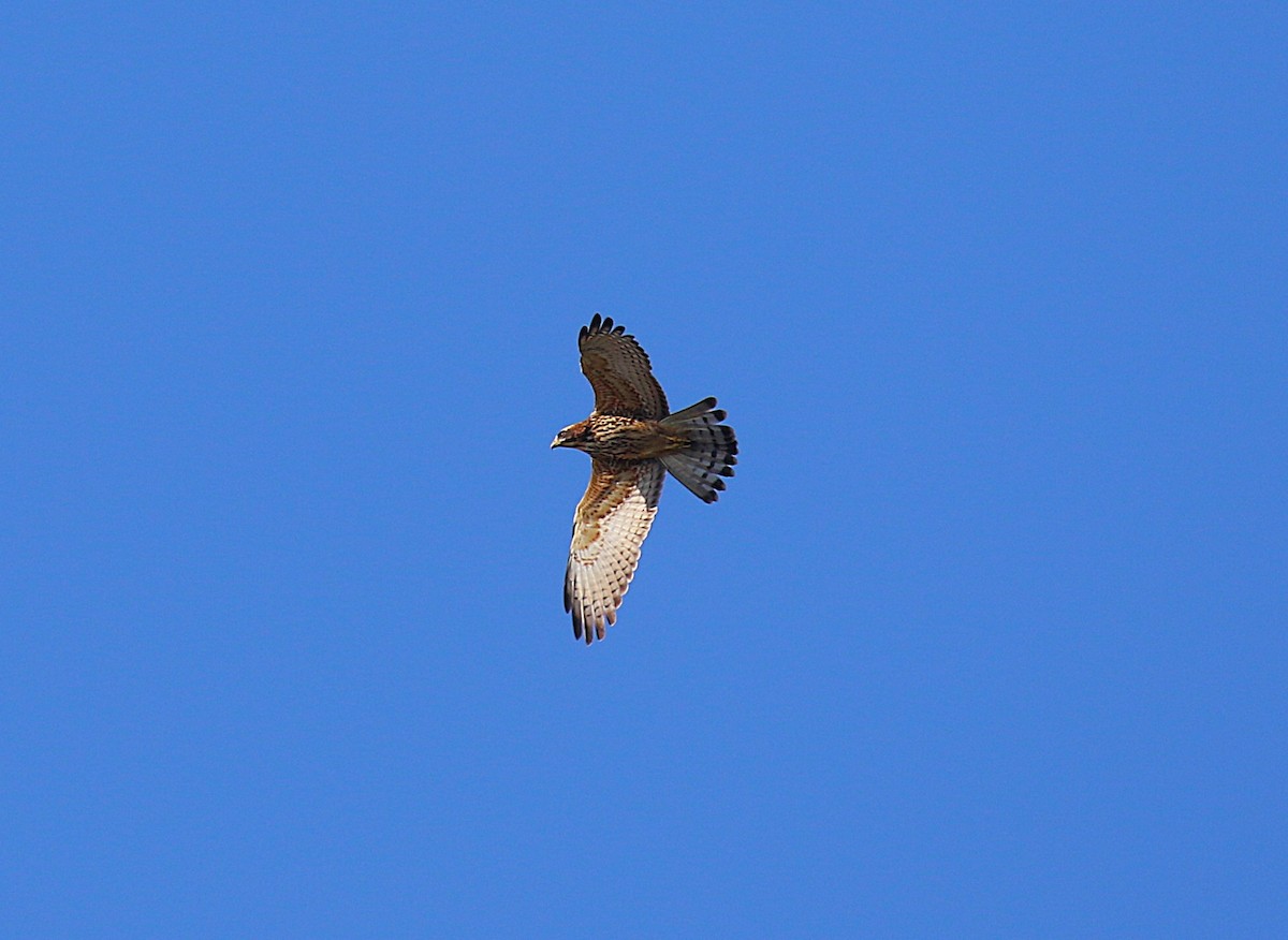 gråkinnvåk - ML647277398