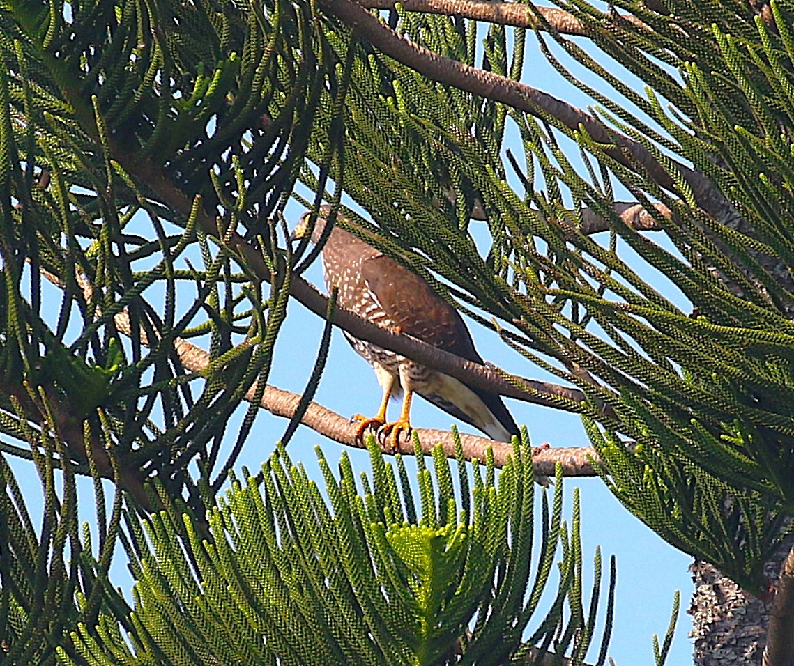 gråkinnvåk - ML647277401