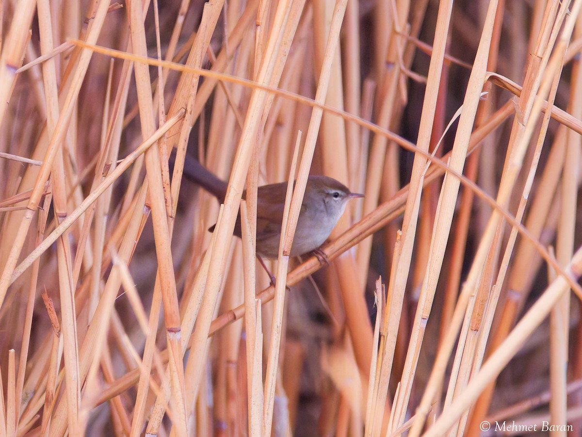 Seidensänger - ML647277402