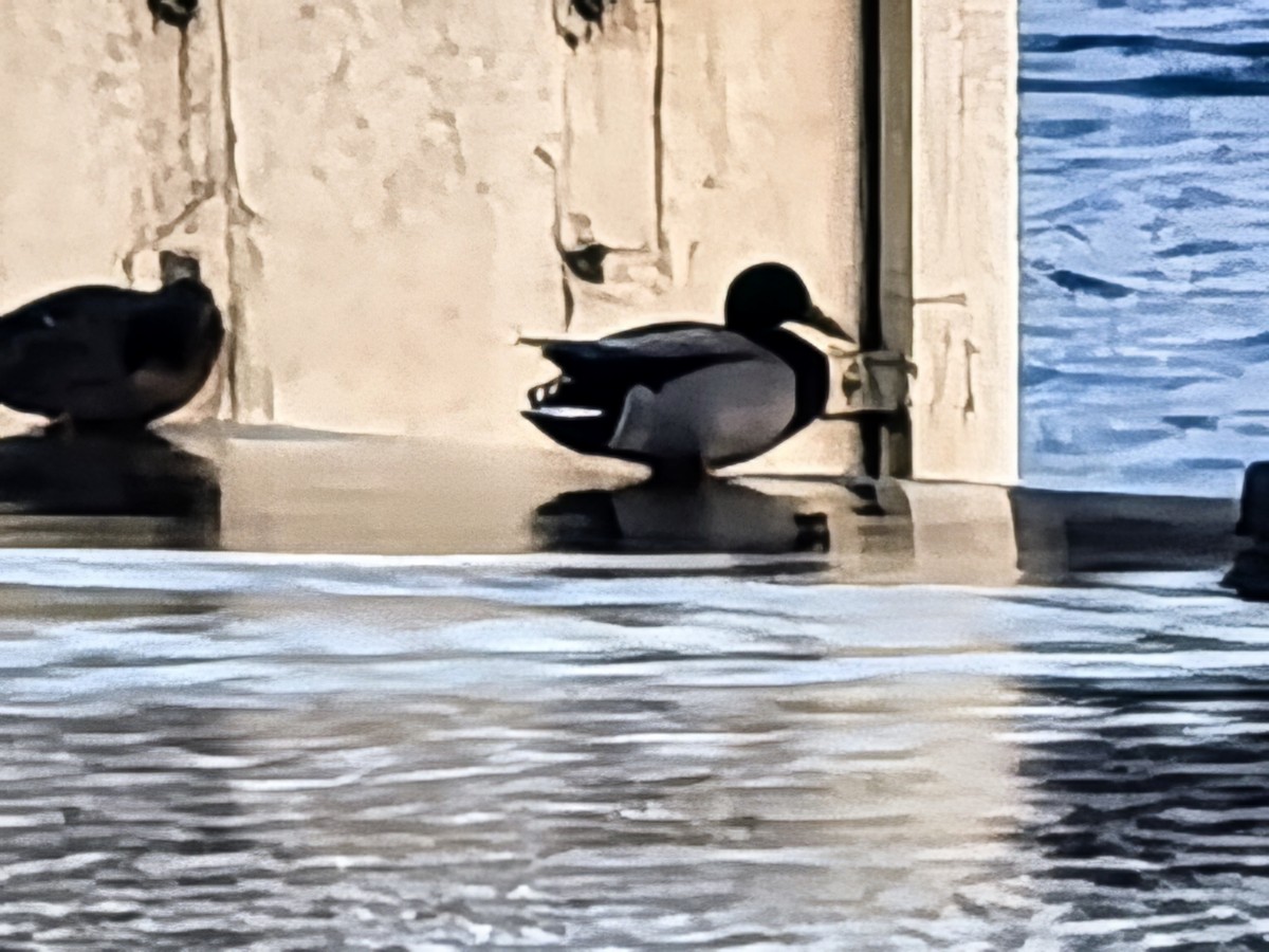 kachna divoká - ML647277403