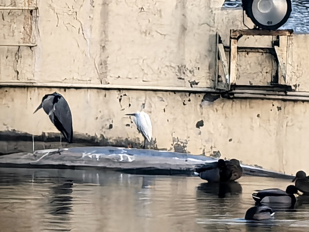 Little Egret - ML647277408