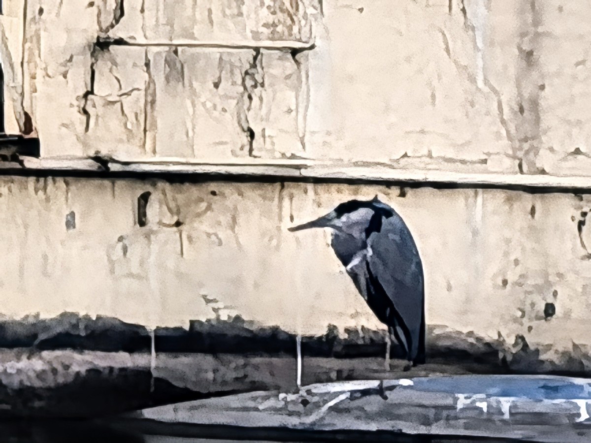 volavka popelavá - ML647277411