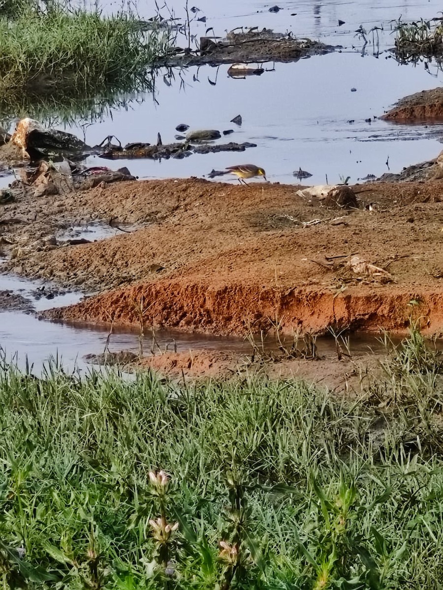 Citrine Wagtail - ML647277413